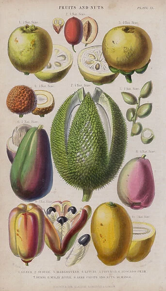 Guava; Jujube; Mangosteen; Litchi; Pistacia; Avocado Pear; Durio; Malay Apple; Akee Fruits and Nuts; Mango (coloured engraving)