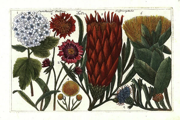 Guelder-rose, Viburnum opulus 1, red scabious, Scabiosa peregrina 2, mountain scabious, Pterocephalus dumetorum 3, devil's bit, Succisa pratensis 4, and thistle protea, Protea scolymocephala 5-7