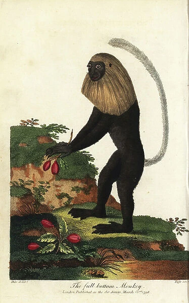 Guereza of Angola or Angolan black and white colobe - Angola colobus, Colobus angolensis. Full-bottom monkey, named for its resemblance to a full-bottomed wig. Handcoloured copperplate engraving by J