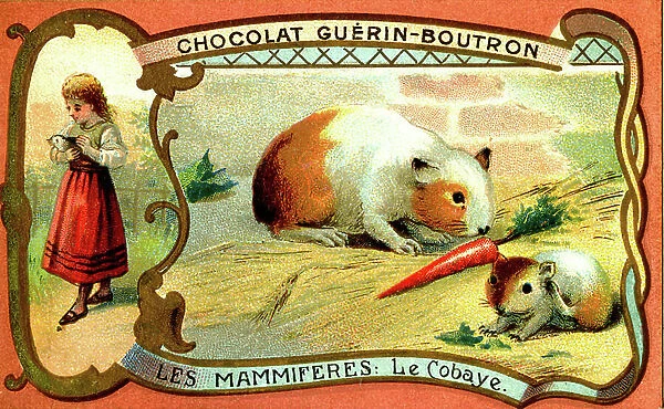 The guinea pig: Advertising chocolate Guerin Boutron, chromo 1910