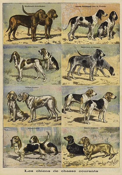 Gun dogs (colour litho)