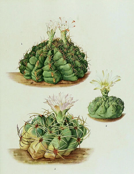 Gymnocalycium megalothelos, 2. Gymnocalycium platense, 3. Gymnocalycium multiflora, cactus, cacti