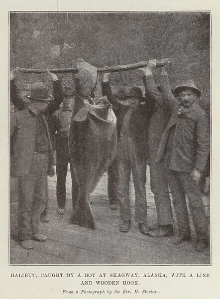 Halibut, caught by a Boy at Skagway, Alaska, with a Line and Wooden Hook (b  /  w photo)