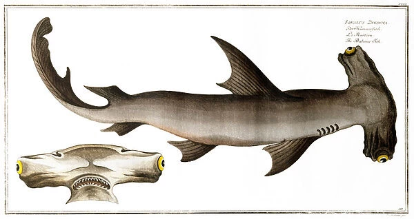 Hammerhead Shark (Balance Fish), published by Black, c. 1790 (print)