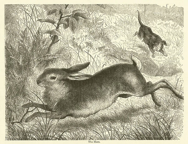 The Hare (engraving)