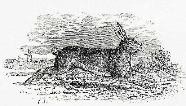 The Hare (Lepus timidus), 1864