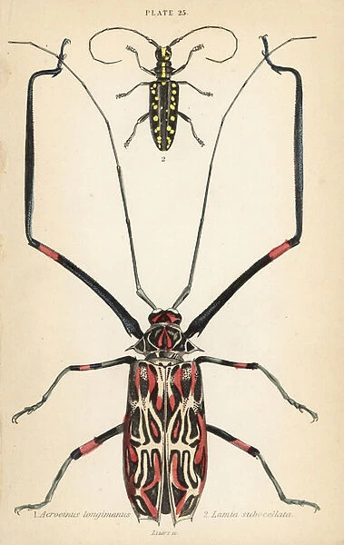 Harlequin beetle, Acrocinus longimanus 1, and flat-faced longhorn beetle, Taeniotes subocellatus 2
