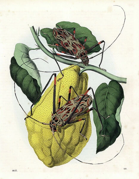 Harlequin beetle - Cayenne's harlequin - Acrocinus longimanus, male and female, native to South America, on a cocoa tree, Theobroma cacao. Handcoloured lithograph from Carl Hoffmann's Book of the World, Stuttgart, 1857