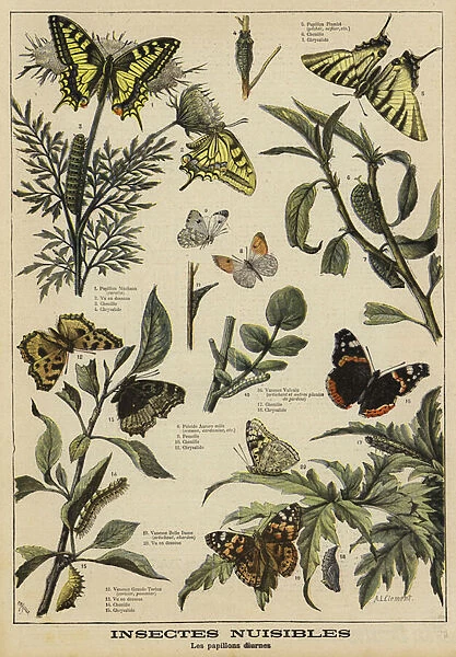 Harmful butterflies (colour litho)