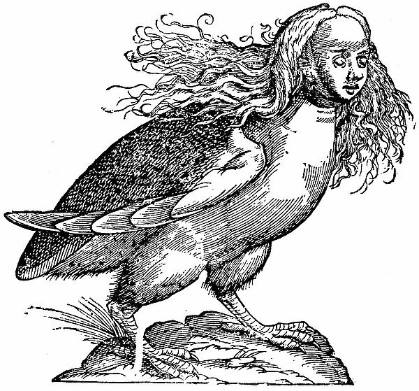 Harpy (harpye), 17th century (engraving)