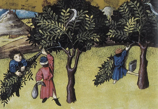 The harvest of the estorax, a tree from Arabia, good against weakness and frigidity of the stomach, painted miniature in 'De Natura Rerum' by Thomas de Cantimpre (1201-1276), 15th century edition, Granada (illuminated manuscript)