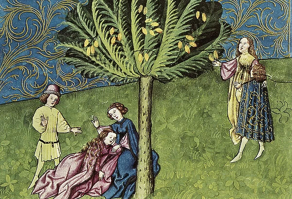 The harvest of ripe dates, useful against cold stomach, in 'Tacuinum sanitatis' by Abu I Hasan al Mujtar Ibn Butlan (?-1066), a medical treatise of a dietetic and therapeutic nature, published in Granada, early 15th century (illuminated manuscript)