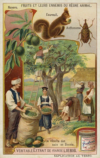 Harvesting walnuts in Bosnia (chromolitho)