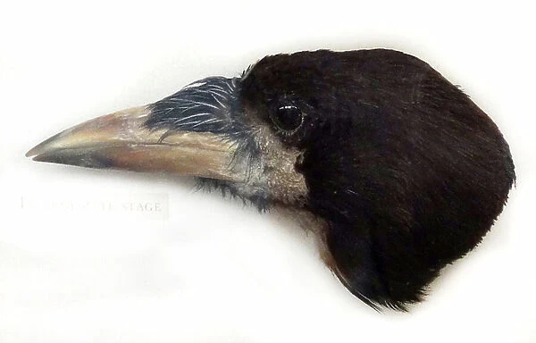Head of a Rook
