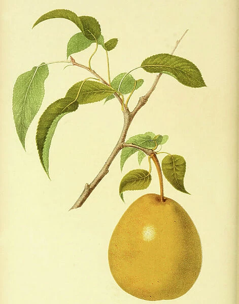 Heathcote Pear, digitally processed reproduction of a watercolour drawing from 1856