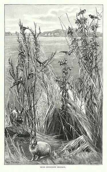 Hedgerow in autumn (engraving)