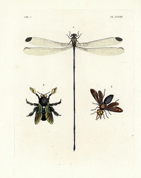 Helicopter damselfly, Mecistogaster lucretia 1, tropical carpenter bee, Xylocopa latipes 2, and potter wasp, Synagris cornuta, male 3. Handcoloured lithograph from John O