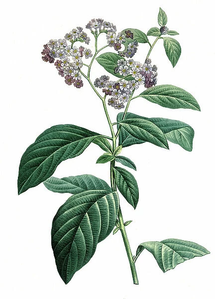 Heliotrophium corymbosum, white garden heliotrope (Heliotropium arborescens)