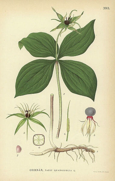 Herb Paris, Paris quadrifolia