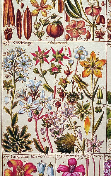 Herbarium - Saxifrage, 1795 (lithograph)