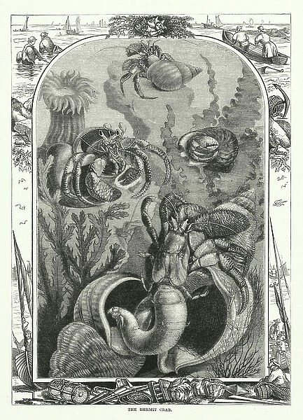 The hermit crab (engraving)