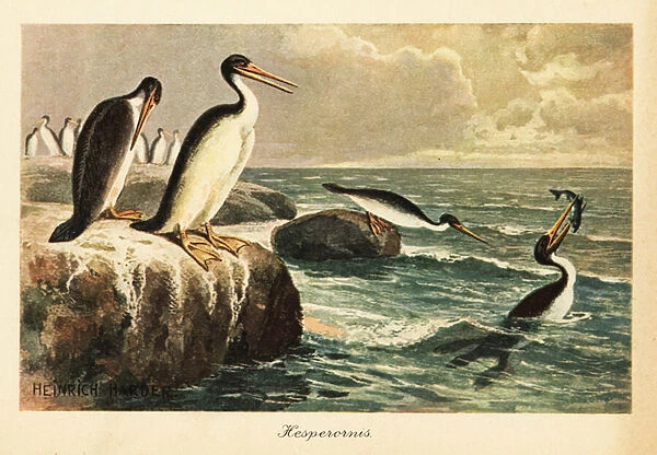 Hesperornis regalis, extinct flightless bird, Cretaceous. 1908 (illustration)