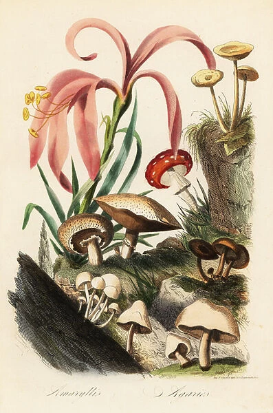 Hippeastrum species, fly agaric, Amanita muscaria, Amanita caesarea, Caesars mushroom, Amanita caesarea, and other mushrooms