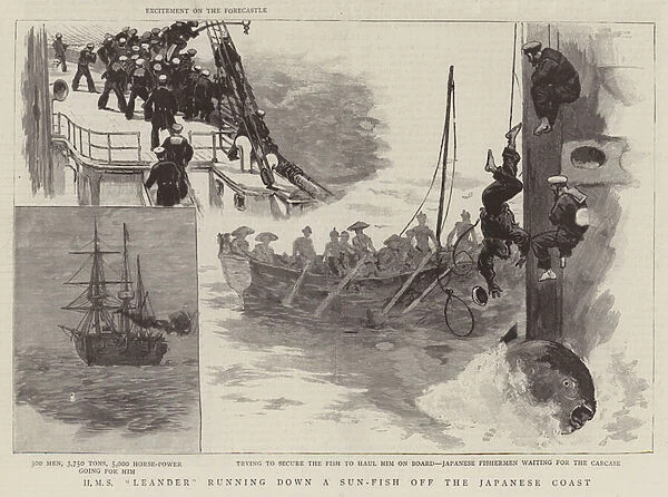 HMS 'Leander'running down a Sun-Fish off the Japanese Coast (engraving)