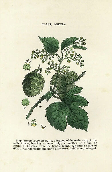 Hop, Humulus lupulus. Handcoloured woodblock engravings from James Main's Popular Botany, Orr and Smith, London, 1835. James Main (1775-1846) was a Scottish gardener, botanist and writer