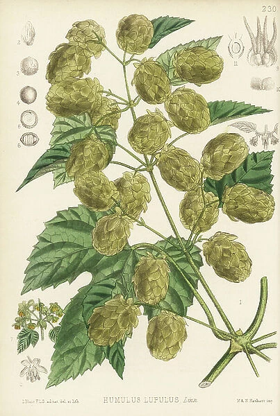 Hops, Humulus lupulus. Handcoloured lithograph by Hanhart after a botanical illustration by David Blair from Robert Bentley and Henry Trimen's Medicinal Plants, London, 1880