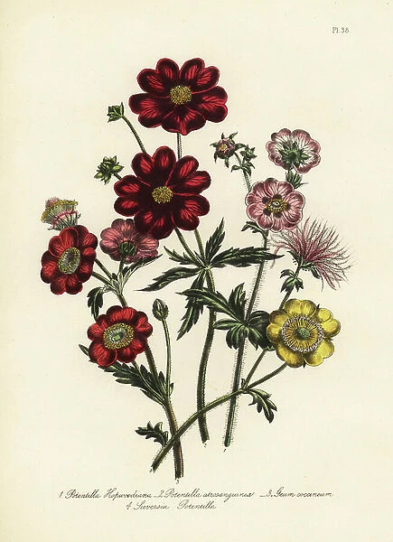 Hopwood's pontetilla, Potentilla hopwoodiana, dark-red potentilla, Potentilla atrosanguineum, scarlet flowered potentilla, Geum coccineum, and mountain sieversia, Sieversia potentilla