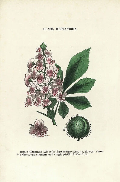 Horse chestnut, Aesculus hippocastanum. Handcoloured woodblock engravings from James Main's Popular Botany, Orr and Smith, London, 1835. James Main (1775-1846) was a Scottish gardener, botanist and writer