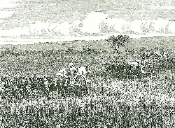 Horse-drawn mechanical harvesters in use near Adelaide, Australia. In right background the threshed grain from a full machine is being put into sacks. The use of such combine harvesters on huge acreages in Australia
