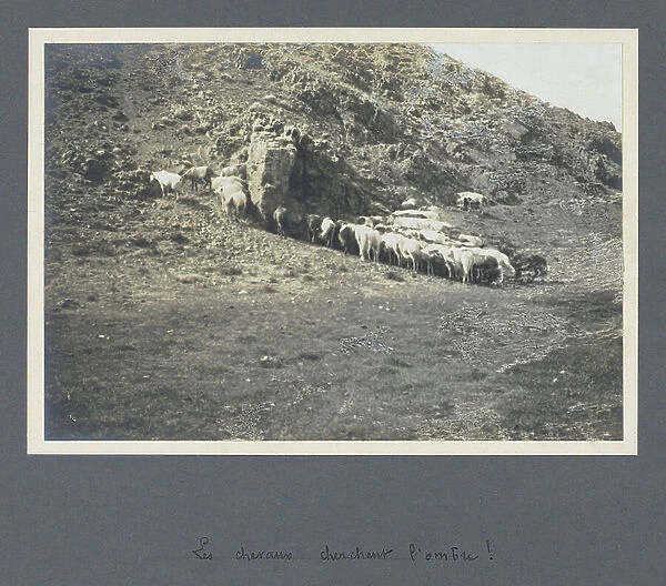 Horses seek shade, August 7 - Mission in North West Mongolia - Album of the mission of Bouillane de Lacoste commander in 1909 in Mongolia, photo by Henry de Bouillane de Lacoste (1867-1937)