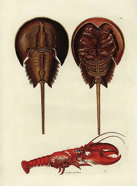 Horseshoe crab, Limulus polyphemus, and lobster, Homarus gammarus (Crevisse molucca, Monoculus polyphemus, and lobster, Astacus marinus). From the collection of G.W. Knorr