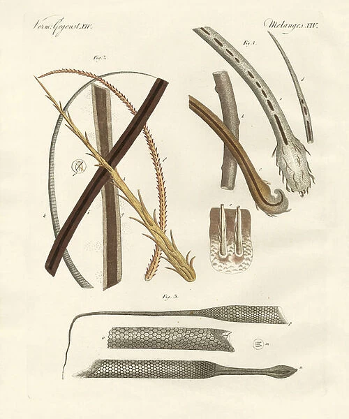 Human and animal hairs (coloured engraving)
