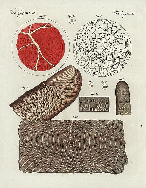 Human finger 1, magnified 2, epidermis 3, magnified 4, scales 5, magnified skin 6, and human blood 7, serum 8, and salt crystals in blood 9 under the microscope