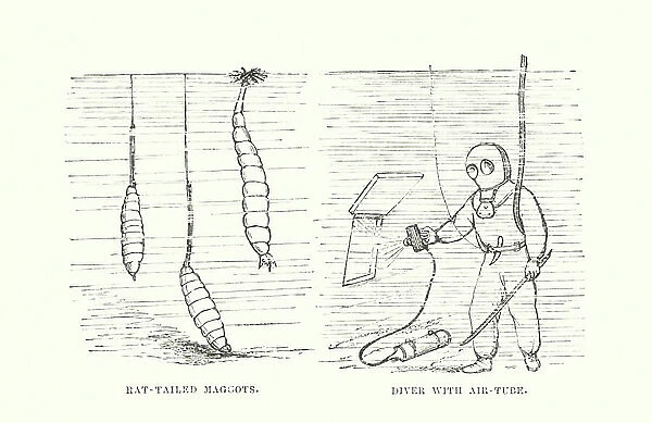 Human invention anticipated: The rat-tailed maggot (engraving)