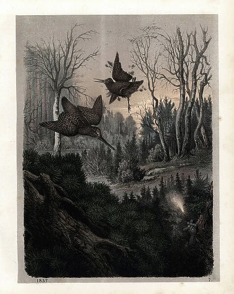 Hunter with rifle shooting game birds at night. Handcoloured lithograph from Carl Hoffmann's Book of the World, Stuttgart, 1857