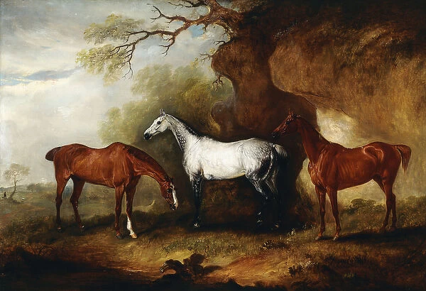 Three Hunters belonging to Robert Myddelton-Biddulph, (oil on canvas)