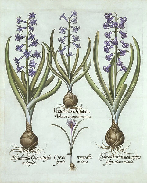 Hyacinths and an Autumn Crocus, from Hortus Eystettensis