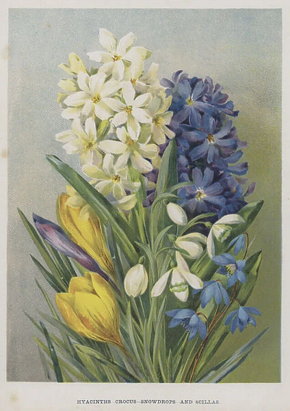 Hyacinths, Crocus, Snowdrops, and Scillas (chromolitho)