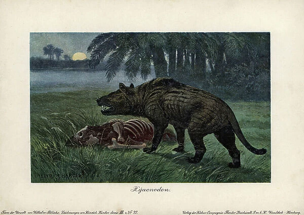 Hyaenodon, like carnivorous creodonts. Chromolithography by Heinrich Keeper (1858-1935) (series prehistoric animals of the Reichardt Cocoa Company), originally published in 'Animals of the Prehistoric World', 1916, Hamburg (Germany)
