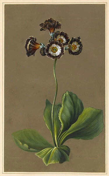 Hybrid Auricula, 1830 (bodycolour on paper with a prepared ground)