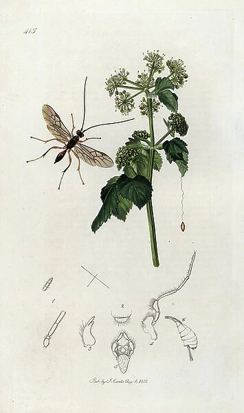 Ichneumon guepe and vegetable maceron or large parsley. Lithograph by John Curtis (1791-1862) published in 'British Entomology', a collection of 770 illustrations and descriptions of British insects, London, England, 1824 to 1839