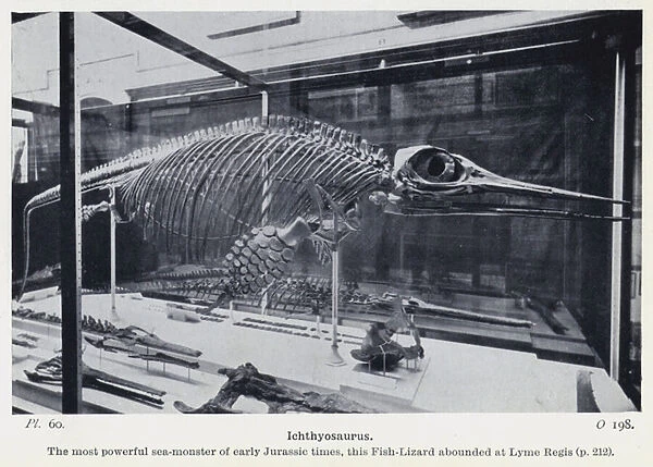 Ichthyosaurus (b  /  w photo)