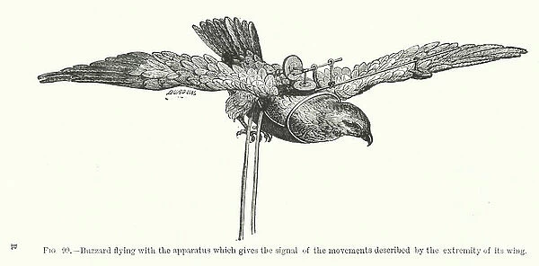 Illustration for Animal Mechanism, A Treatise on Terrestrial and Aerial Locomotion (engraving)