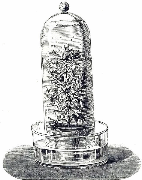 Illustration depicting a plant inside a closed glass jar. Illustrating displacing water as it is released by the plant. French 1878