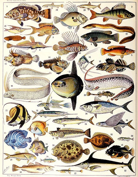 Illustration of Marine Fish c. 1923 (litho)