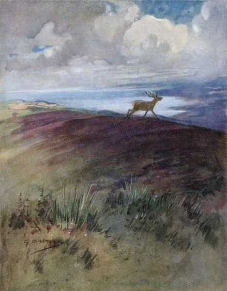 Illustration for The Story of a Red Deer (colour litho)
